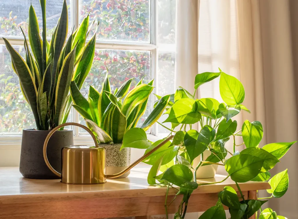 plant growth showing the effects of indoor air quality collinsville il